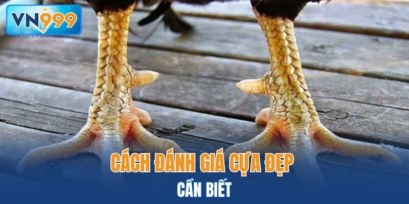 Cách đánh giá cựa đẹp cần biết