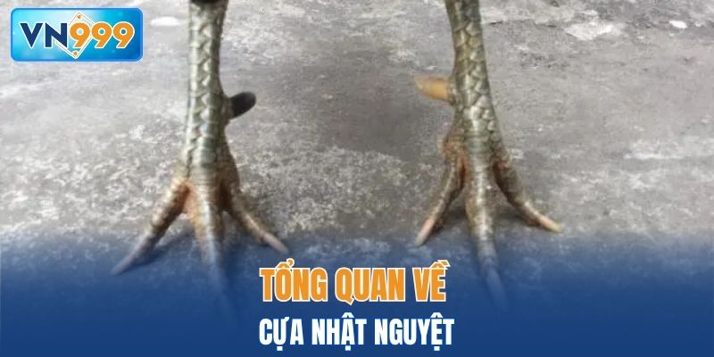 Tổng quan về cựa Nhật Nguyệt