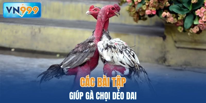 Bài tập thể lực hiệu quả giúp gà chọi dẻo dai