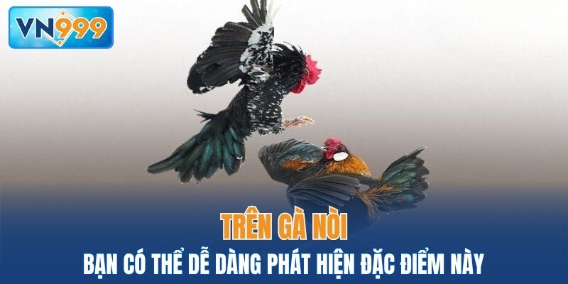 Bạn có thể dễ dàng phát hiện đặc điểm này trên gà nòi
