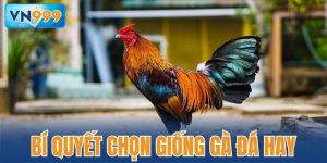 bí quyết chọn giống gà đá hay