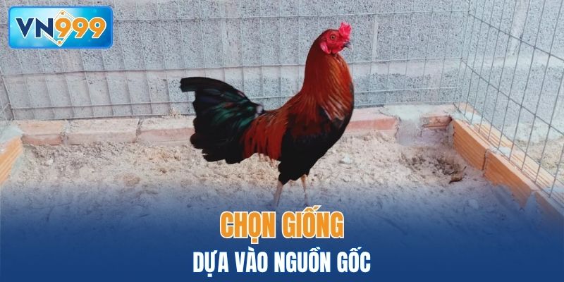 Bí quyết chọn giống gà đá hay dựa vào nguồn gốc