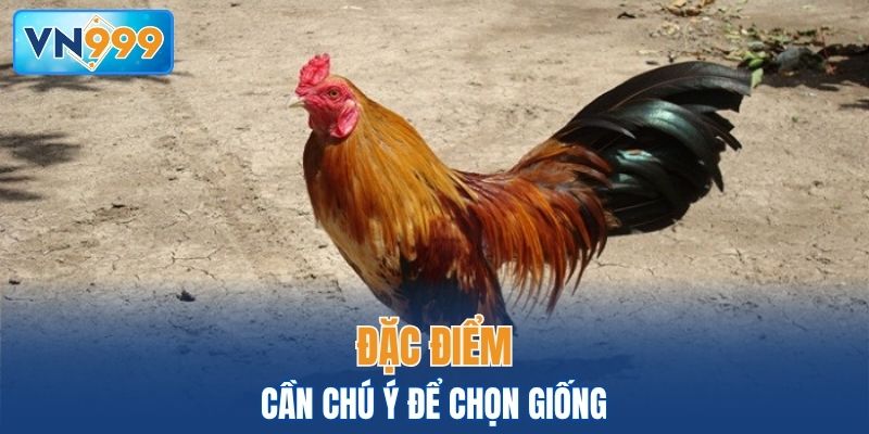 Bí quyết chọn giống gà đá hay dựa vào các đặc điểm