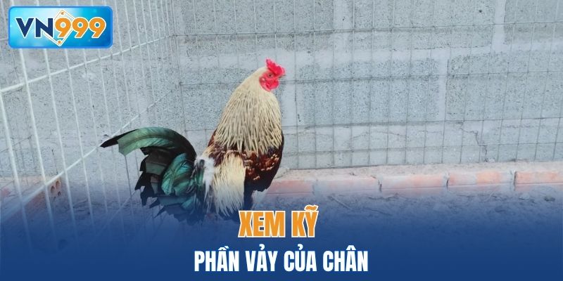 Bí quyết chọn giống gà đá hay là xem vảy