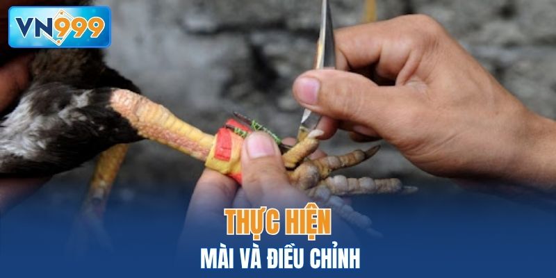 Cách làm cựa gà đá là thực hiện mài và điều chỉnh