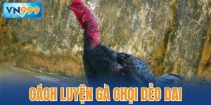 Cách luyện gà chọi dẻo dai