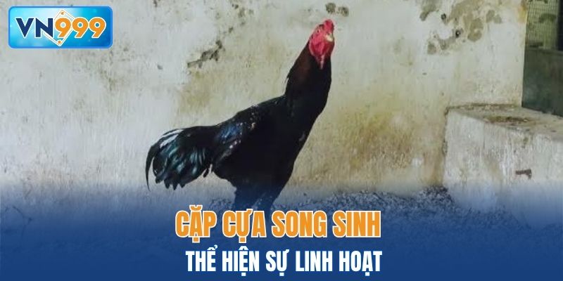 Cặp cựa song sinh thể hiện sự linh hoạt