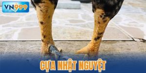 Cựa Nhật Nguyệt