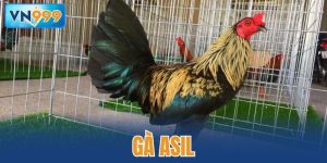 Gà Asil