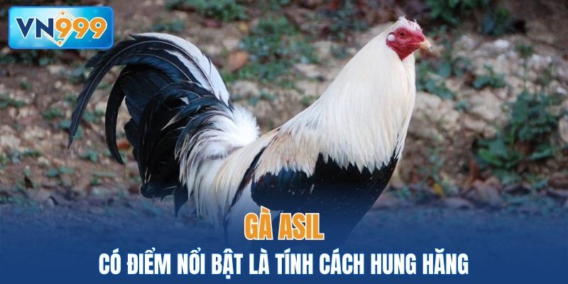 Gà Asil có điểm nổi bật là tính cách hung hăng
