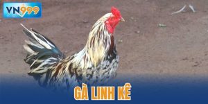 Gà linh kê