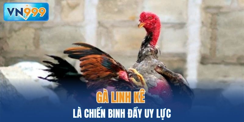 Gà linh kê là chiến binh đầy uy lực