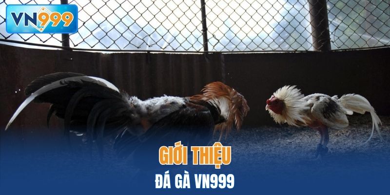 Giới thiệu đá gà VN999