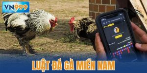 luật đá gà miền Nam