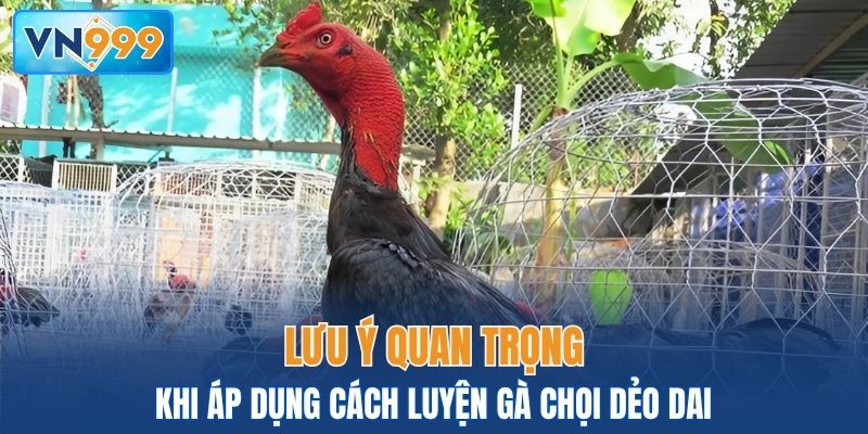 Lưu ý cần nắm rõ khi áp dụng cách luyện gà chọi dẻo dai