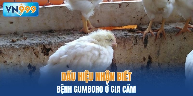 Một số dấu hiệu nhận biết bệnh ở gia cầm