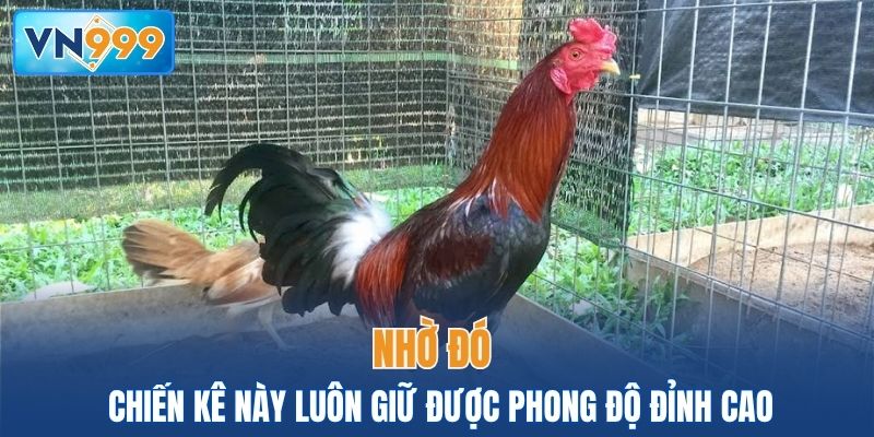Nhờ đó chiến kê này luôn giữ được phong độ đỉnh cao