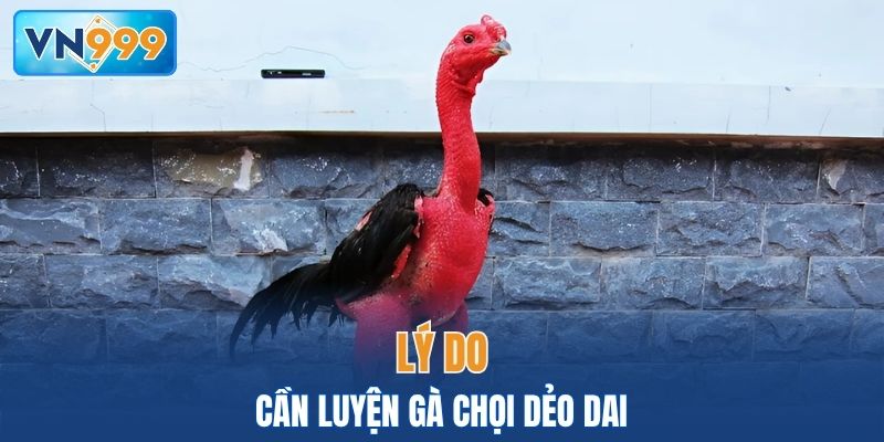 Tại sao bạn cần luyện gà chọi dẻo dai?
