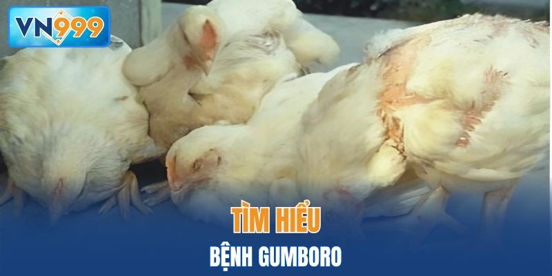 Tìm hiểu về bệnh Gumboro