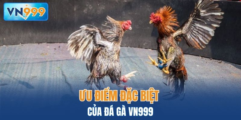 Ưu điểm đặc biệt của đá gà VN999