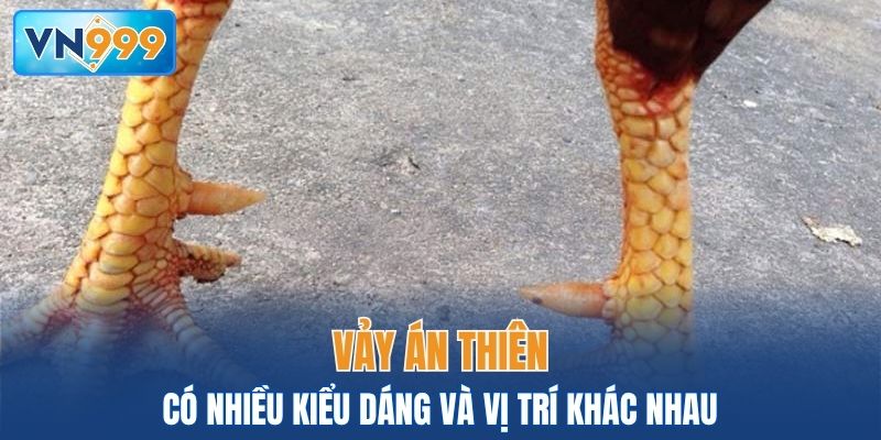 Vảy Án Thiên có nhiều kiểu dáng và vị trí khác nhau